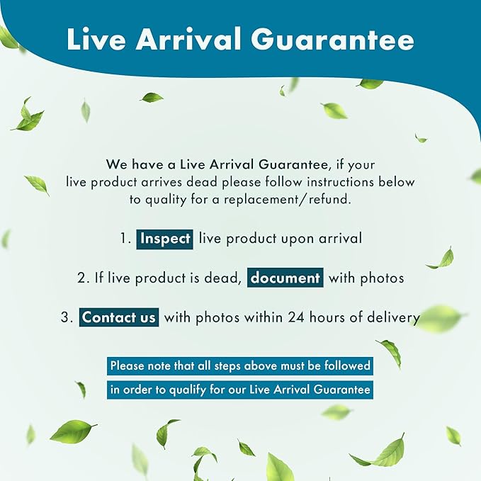 SubstrateSource Live Aquarium Plant - Bucephalandra sp. Sekadau Bukit Betung - Snail Free in-Vitro Easy Care Freshwater Aquatic Plants for Aquascaping, Low - Med Light, Slow Growth - Tissue Culture