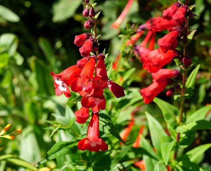 Penstemon Seeds for Planting - 200 Penstemon Seeds Multicolor Flower Seeds for Outdoor Home Garden Flower Seeds Gardening Supplies