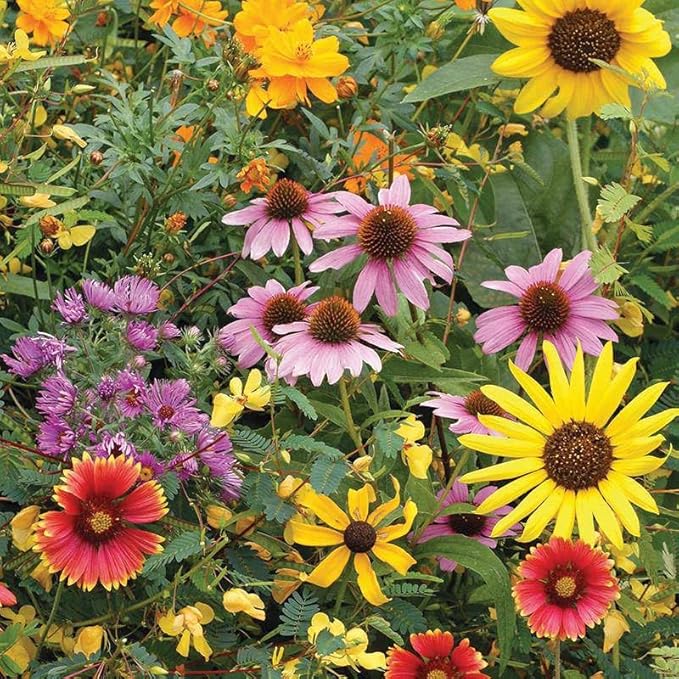 Bentley Seed Co. Thank You - Bird Butterfly Mix Seed Packets - 25 Seed Packs - Perfect Eco-Friendly Gift for Gardeners & Friends - Non GMO Seeds