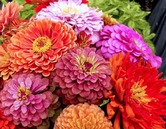 Exquisite Zinnia Flower Seeds, 25 Count COOL BEANS N SPROUTS Brand. Non-GMO. Home Gardening.