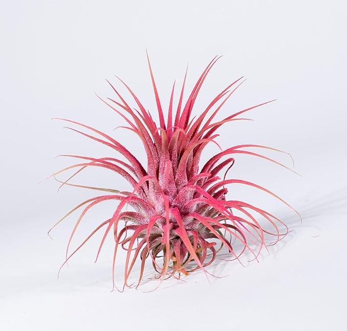 Air Plants 3 Pack - Tillandsia Ionantha - 3 Hole Planter - Organically Enhanced Color - Live Arrival Guaranteed - House Plants for Home Decor & Gift (3Pk Coral Glow + Planter)