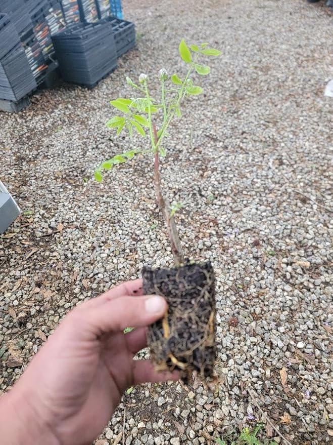 Amethyst Falls Wisteria Vine - Starter Plant (5L) (1 Live Plant)