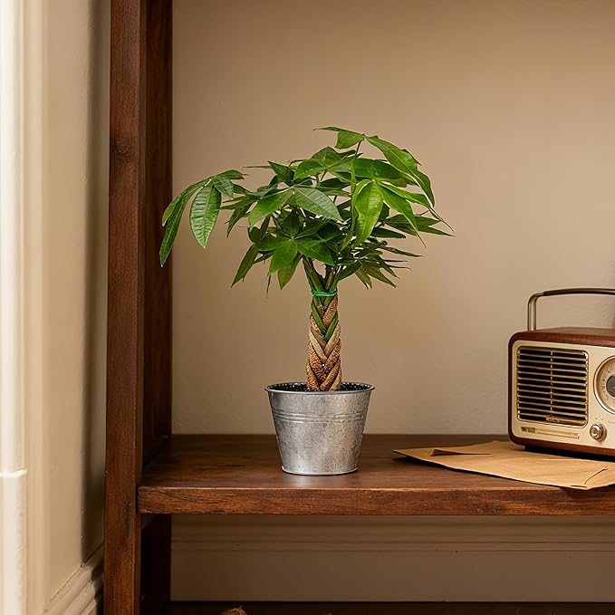Live Plants Money Tree in 4" Matte Metal Pot, Easy to Grow Houseplant, Indoor Bonsai, Home Office Decor, Birthday Housewarming Gift