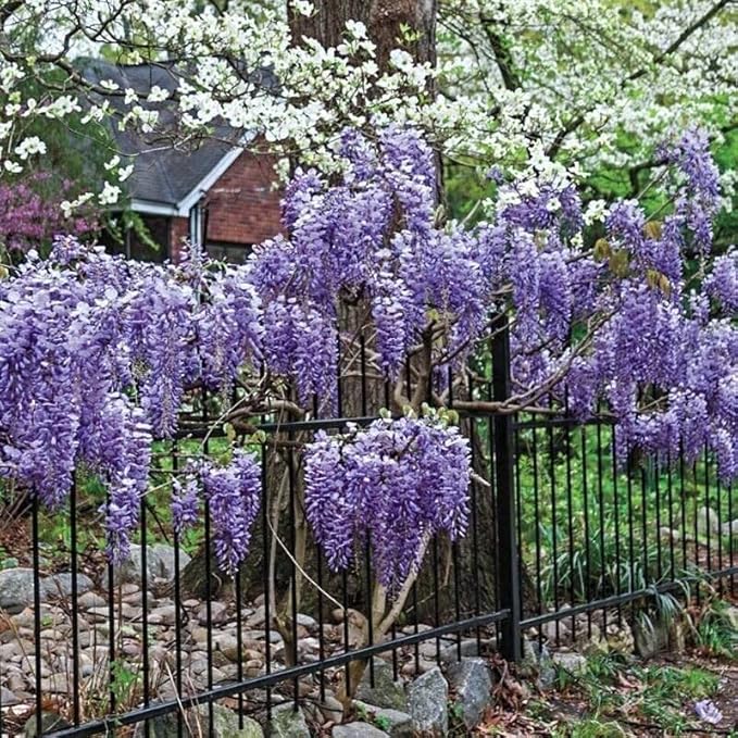 Amethyst Falls Wisteria Frutescens Vine | 20 Live Plants | Beautiful Drought Tolerant Fragrant Purple Flowering Vine