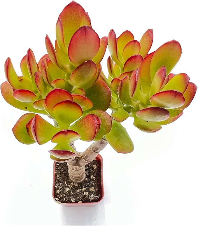 2" Live Succulent Plants Dwarf Jade, Mini Potted Succulents, Easy Care Indoor Houseplant, Unique Gifts, Home Office Décor