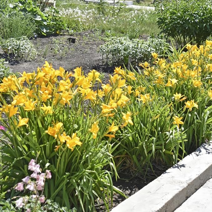 5 Yellow Daylily Bulbs for Planting, Reblooming Daylilies Bulbs, Perennial Flowers Bulbs