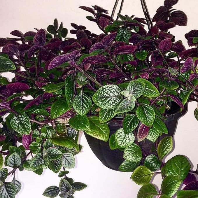 Purple Swedish Ivy Live Plants in 4'' Pot, Hardy Ivy Vine Plant for Trellis, Ground Cover, Live Indoor Houseplants