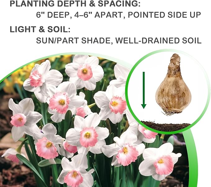 Pink & White Dutch Daffodil Flowers β 6 Bulbs + Bonus Hummingbird Feeder | Large Cupped Perennials - Spring Bloom | Hardy in Zones 3β8 | Butterfly & Bee Attracting-Deer Resistant