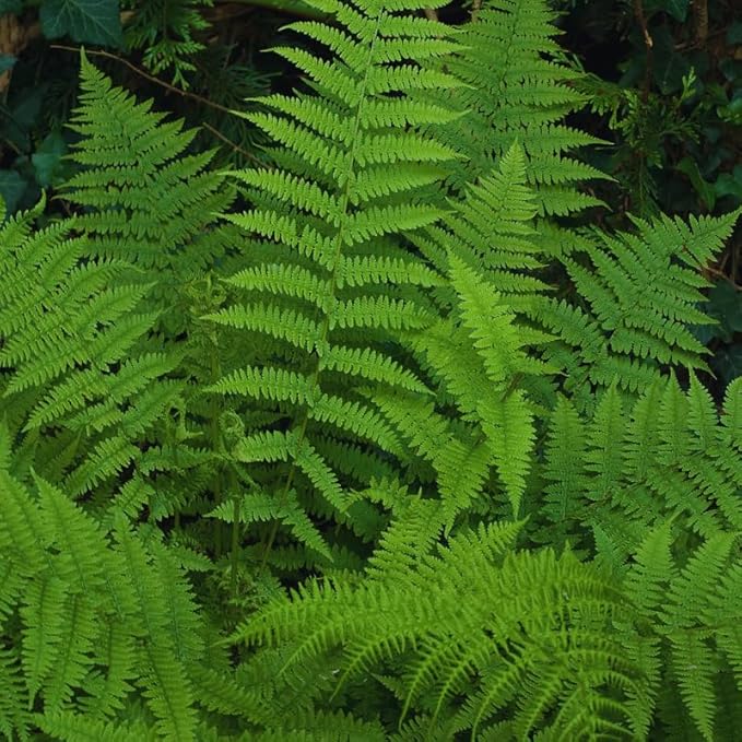 5 Ostrich Fern Roots, Perennial Fern Roots for Planting from 4 Inc