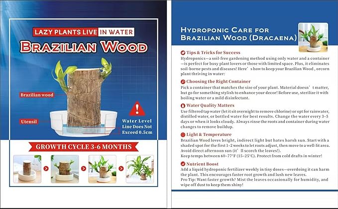 Brazilian Lucky Wood Plant for Home & Office Decor, Brazilian Wood Houseplant Kit Lucky Plants for Good Luck in The Home, Natural Air Cleaner for Bedroom (Black)