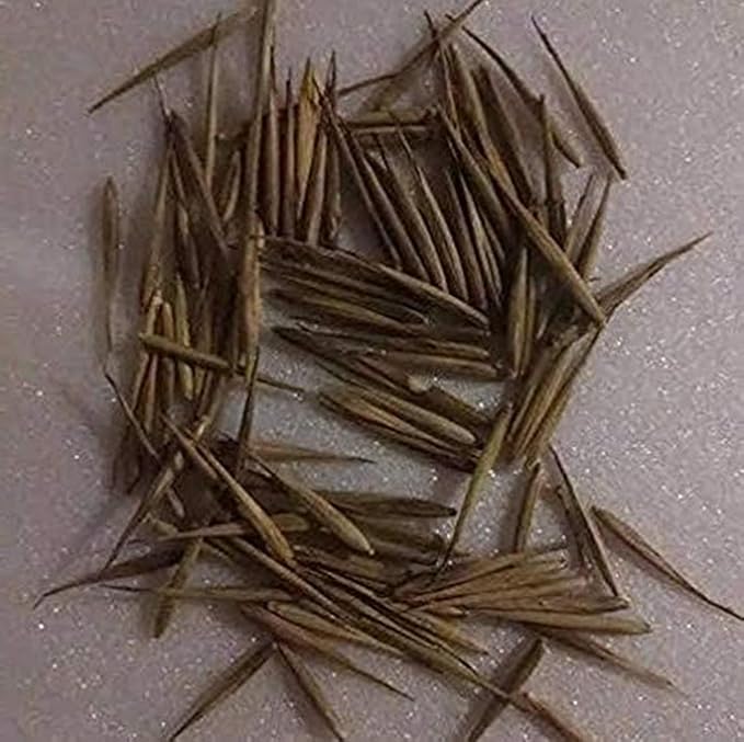 300+ PCS Green Bamboo Seeds for Planting Exotic Bamboo Seed Fast Growing Giant Bamboos Privacy Screen