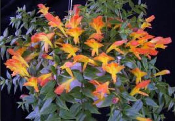 Orange Goldfish Starter Plant - 2 Inch Pot - Adorable Indoor Plant Blooms All Year