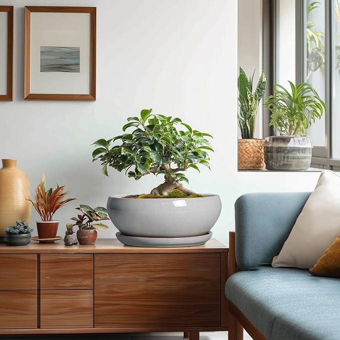 SQOWL Bonsai Pots - 10 Inch Ceramic Succulent Pots with Drainage Hole and Saucer, Large Shallow Indoor Planter, Bowl Round Planter Outdoor, Living Room Decor, Plant Lover Gifts, Gray