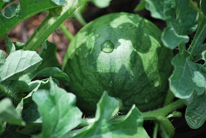 Sugar Baby Watermelon Seeds,50 Count COOL BEANS N SPROUTS Brand. Heirloom. Non-GMO. Home Gardening.