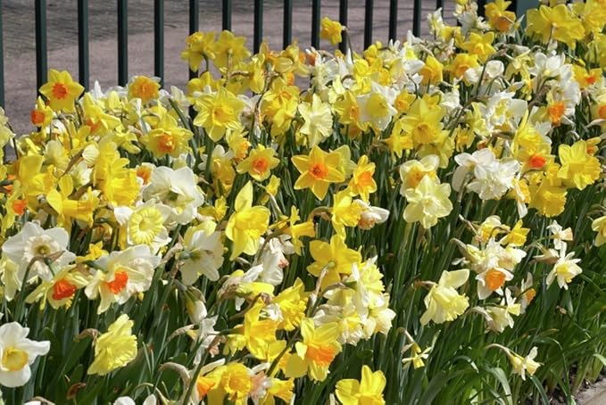 10 Daffodil Bulbs - Narcissus Assorted,Long Lasting~Trumpet Daffodil Mix Bulb