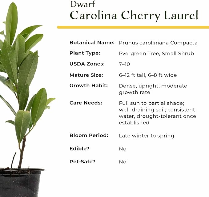 4 Dwarf Carolina Cherry Laurel in 3.5” Nursery Cubes (Prunus caroliniana ‘Compacta’) | Evergreen Shrub for Privacy Hedges, Screens, and Ornamental Landscaping | Ready-to-Plant Live Starter Plants