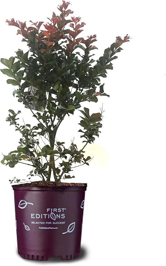 American Plant Exchange Plum Magic Crape Myrtle Tree Live, 3-Gallon Pot, 1-2ft Tall, Vibrant Purple Flowers, Drought-Tolerant, Large Outdoor Landscape Accent, Year-Round Beauty
