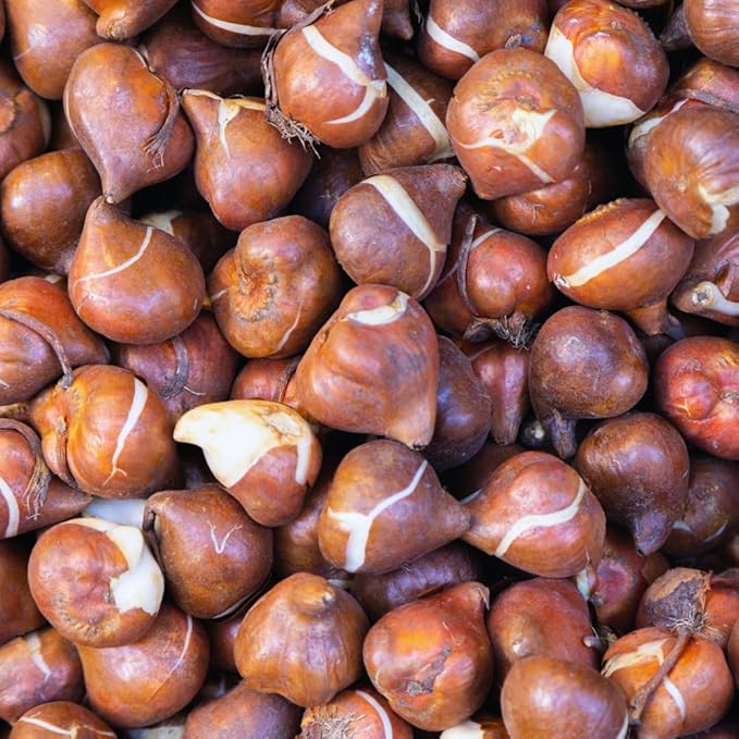 15 Mixed Tulip Bulbs for Fall Planting, Tulip Spring Flower Bulbs Perennial Outdoor, Colorful Blooms Groundcover Bulb