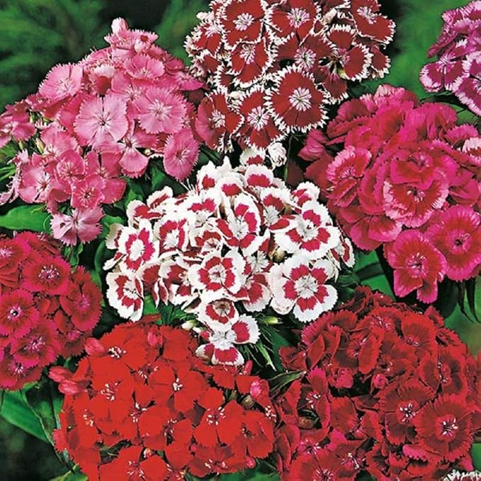 Sweet William Flower Seeds, 100 Count COOL BEANS N SPROUTS Brand. Non-GMO. Home Gardening.