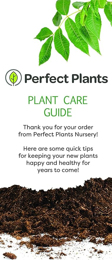PERFECT PLANTS Tea Olive 1 gallon