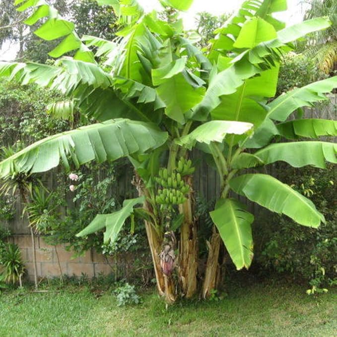 Thai Banana Tree Live Plant, Cold Hardy Banana Plant Live, Tropical Banana Fruit Seedling, Well Rooted 4-8 Inch Tall