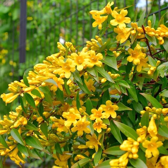 Jasmine Plants Live, Arabian Jasmine Plant Indoor, Fragrant Jasmines Flowers 4 to 7 Inch (Yellow)