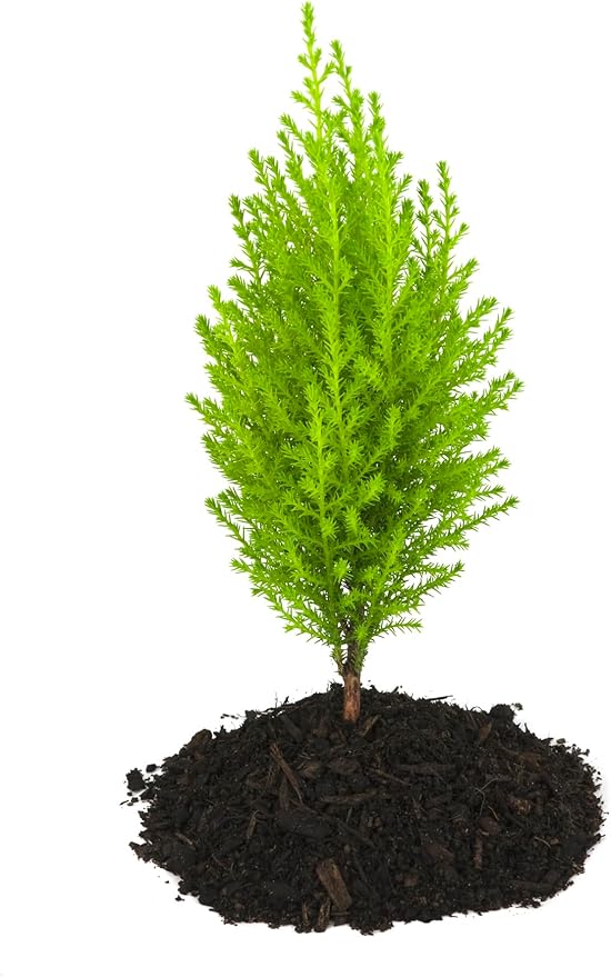 Lemon Scented Goldcrest Cypress Tree - Indoors/Out/FairyGarden - 2.5" Pot