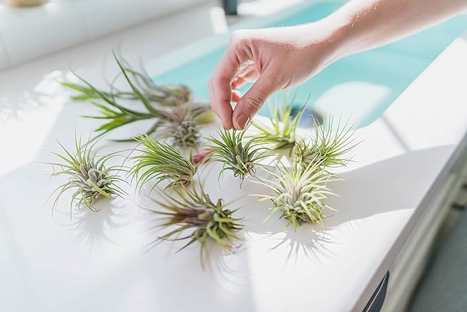 Large Tectorum Ecuador Air Plant - Live Tillandsia Succulent House Plants - Available in Wholesale and Bulk - Home and Garden Decor - Easy Care Indoor and Outdoor Plants (Large-1 PC)