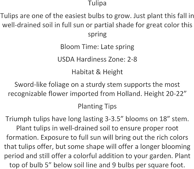 10 Parrot Mix Tulip Bulbs - Tulipa Parrot