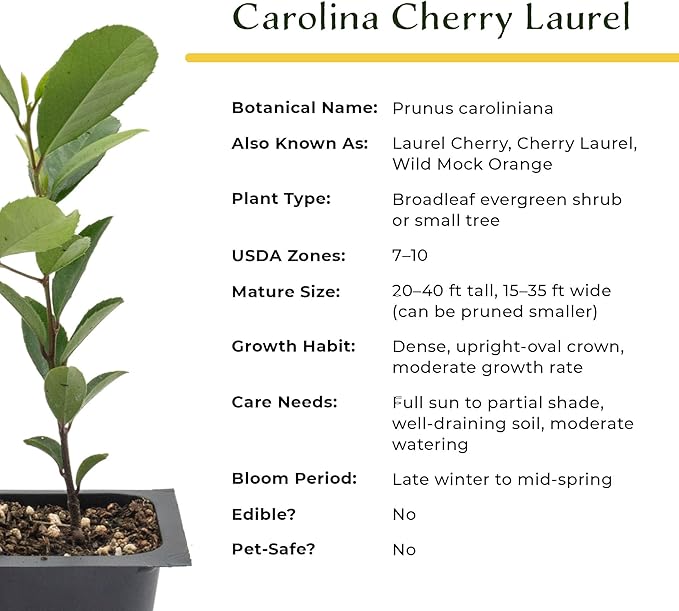 6 Carolina Cherry Laurel in 2.5” Nursery Cubes (Prunus caroliniana) | Evergreen Screening Shrub or Small Tree for Hedges, Borders & Wildlife | Ready-to-Plant Live Starter Plants