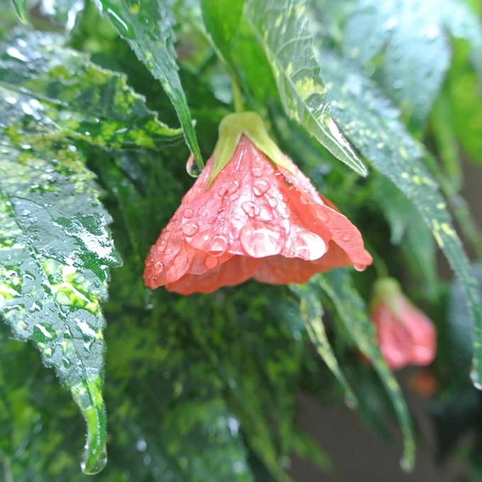 2 Abutilon Plants Live 5-8 Inches Tall - Abutilon Lantern Trailing Hanging Flower Vine Perfect for Enhancing Your Indoor Outdoor Garden (Variegated Apricot)