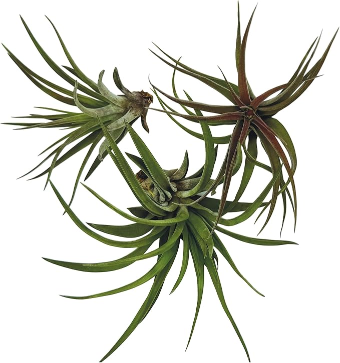 ragnaroc Air Plants - Tillandsia Brachycaulos Abdita, Large 4-6" - 3 ct - Live Arrival Guaranteed - House Plants for Home Decor & Gift