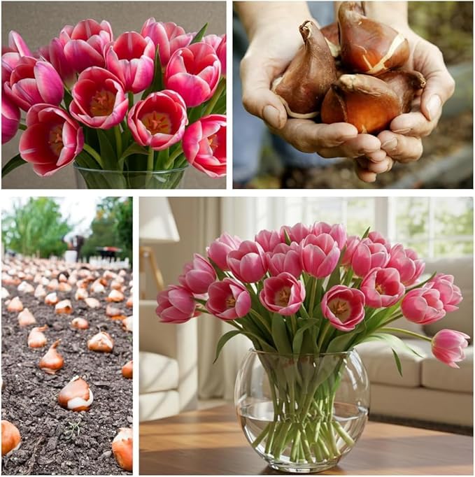 Purple and White Tulip Bulbs for Planting - Purple Flaming Flag Tulips, Perennial Blooms for Landscape Garden or Container Growing (25 Bulbs)