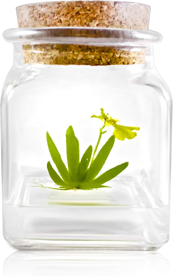 Bloomify Award Winning, Maintenance Free Dancing Orchid Terrarium - Psygmorchis Pusilla - Miniature, No Green Thumb Necessary, Great for Work, Home, Unique Gift.