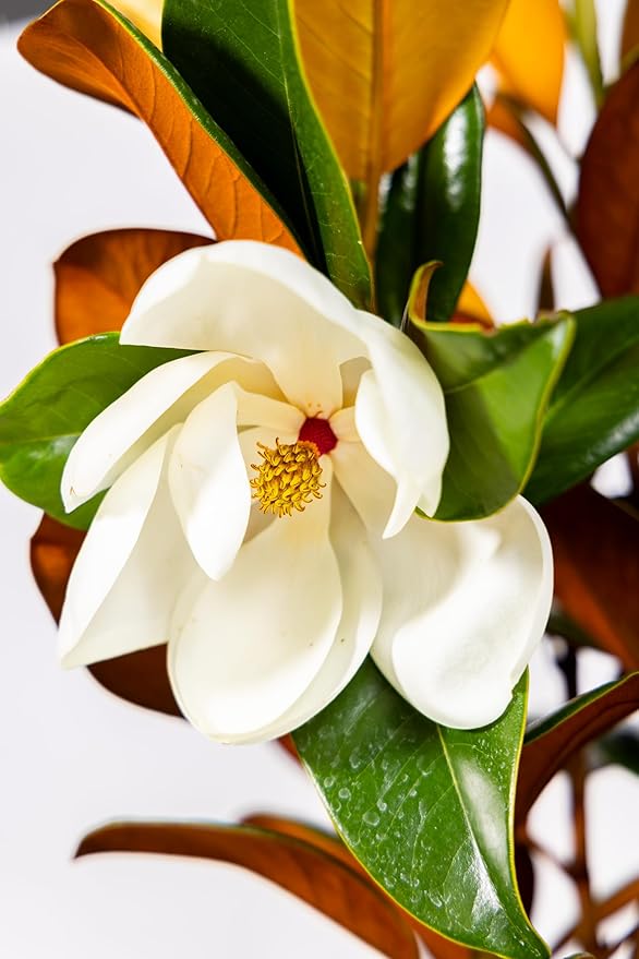Magnolia Tree Kay Parris Variation, Live Plant, Magnolia Flower Blooms, Easy Care, Perfect for Home Growers, Magnolia Bloom, 3-4 Feet Tall, by The Magnolia Company, Cannot Ship to CA, HI, AK, PR