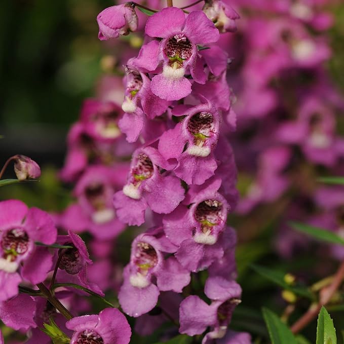 Outsidepride Serenita Raspberry Angelonia Snapdragon Seeds for Planting - 30 Pcs Perennial Flower Seeds, Pollinator-Friendly, Heat, Humidity & Drought-Tolerant, Compact Growth Habit for Containers