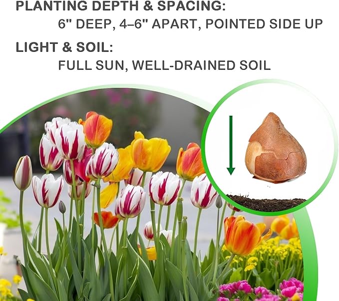 Mixed Sorbet Tulips β 8 Bulbs | Pink, Red & White Perennial Flowers - Spring Blooming | Easy-to-Grow Rembrandt Tulips for Rock Gardens, Borders & Containers β Zones 3β8 | Butterfly & Bee Attracting