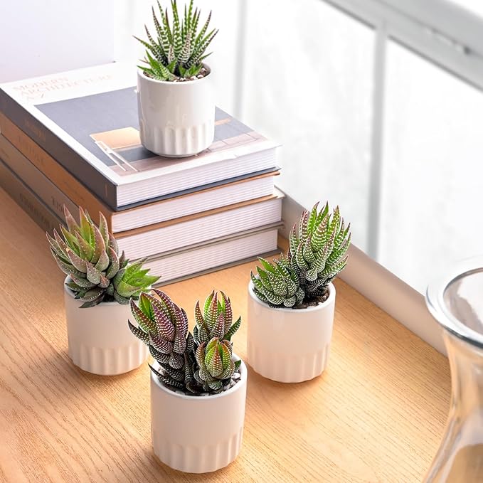 Succulent Plants (4 Pack), Live Succulents Fully Rooted in 2" Grower Pots, Unique Potted House Plant for DIY, Home Decor, Wedding Party Favor (Haworthia Varieties)