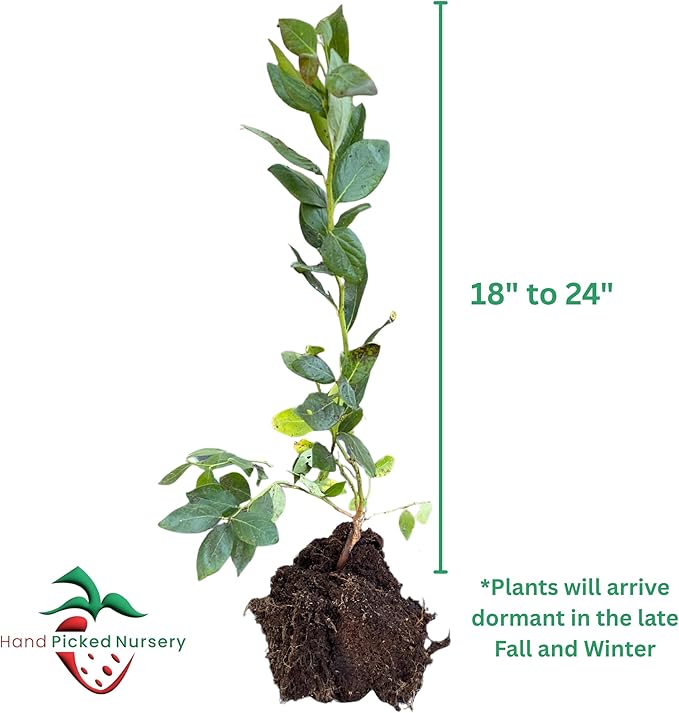 Northland Bare Root Blueberry Plant, 3-Year Old Plant - High-Yielding, Cold-Hardy Blueberry Variety from Hand Picked Nursery (1)