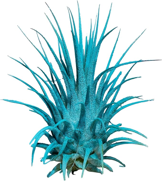 Air Plants - Tillandsia Ionantha - Organically Enhanced Color - Live Arrival Guaranteed - House Plants for Home Decor & Gift (Turquoise 1pk)