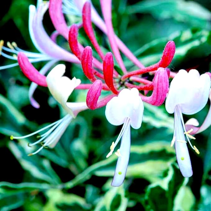 Variegated Climbing Honeysuckle Plant Live, Fragrant Honeysuckles Plants Vine Bushes in 2.5 Inch Pot