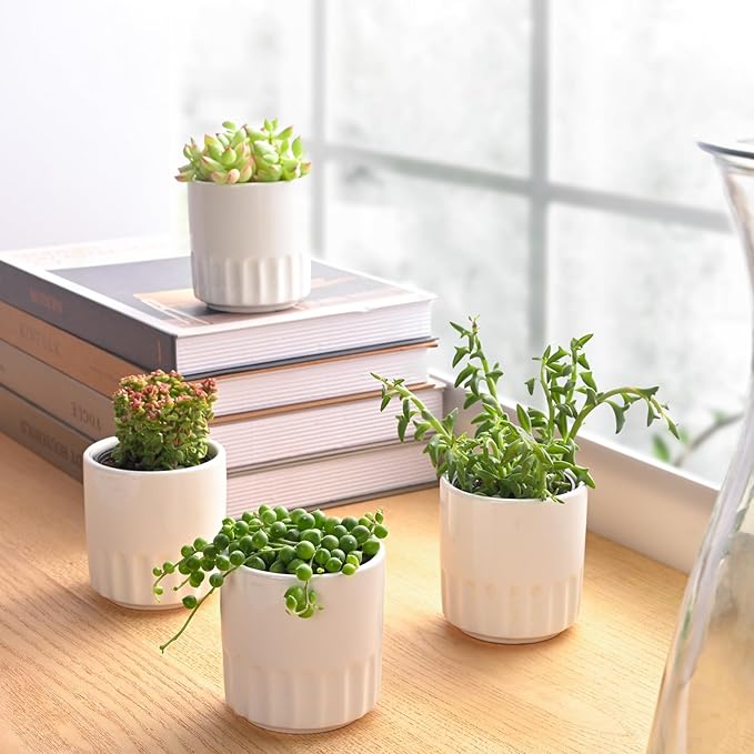 Succulent Plants (4 Pack), Live Succulents Fully Rooted in 2" Grower Pots, Unique Potted House Plant for DIY, Home Decor, Wedding Party Favor (Trailing Varieties)