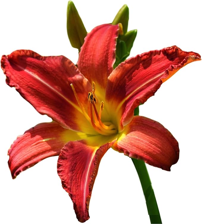 Easy to Grow Daylily Autumn Red 3 Plant Divisions - Red Flowers in Summer, Full Sun Outdoor Zones 3-9
