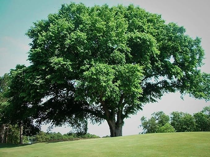 5 American Elm Trees - 12-18" Tall Live Plants - Fast Growing Shade Tree Seedlings - Ulmus Americana - (5 Pack)