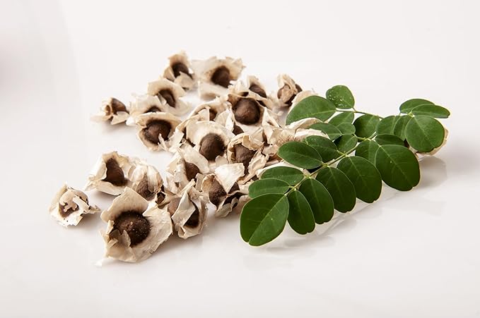 Moringa Plants 2 Live Moringa Tree Seedlings with Moringa Seeds - Sahijan - Malunggay - Drumstick Tree - Moringa Oleifera