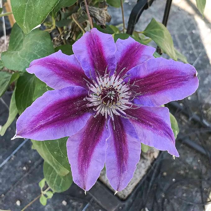 Clematis Fireworks - 5 Live Plants in 4 Inch Growers Pots - Clematis 'Fireworks' - Starter Plants Ready for The Garden - Beautiful Deep Pink and Purple Flowering Vine