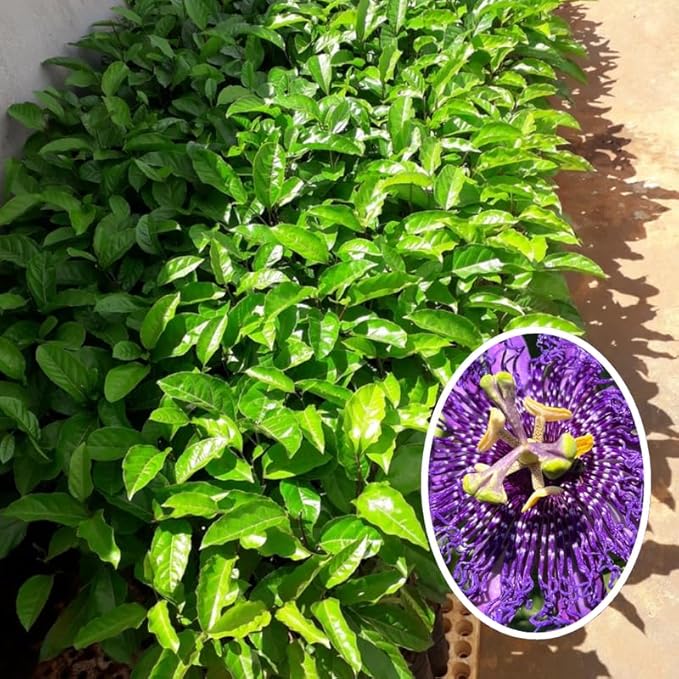 Passion Flower Plant Live, 5 to 8 Inch Tall Passiflora Vine, Fragrant Climbing Plant for Garden or Trellis, No Pot, Well-Rooted (Purple Passion Flower)