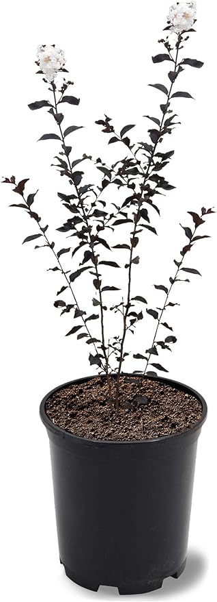 American Plant Exchange Lunar Magic Crape Myrtle Tree Live, 1-Gallon Pot, 1-1.5ft Tall, Vibrant White Flowers, Drought-Tolerant, Large Outdoor Landscape Accent, Year-Round Beauty