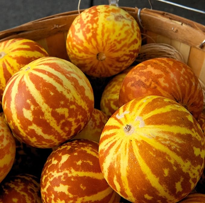 Melon Seeds for Planting (10 Seeds) - Grow Your Own Food (Tigger Melon)