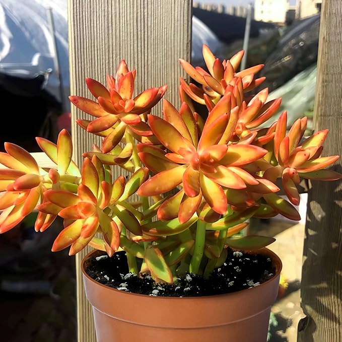 Live Succulents Sedum Adolphi 'Firestorm' (4-inch), Succulent Plants Fully Rooted in Pots with Soil, Easy-Care House Plant for DIY, Home Office Decor, Wedding Party Favor